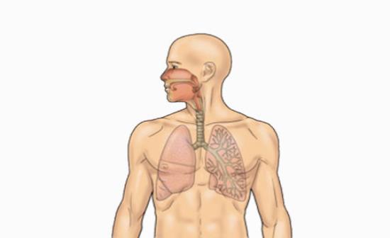 L'apparato respiratorio: funzione respiratoria, la ventilazione polmonare.